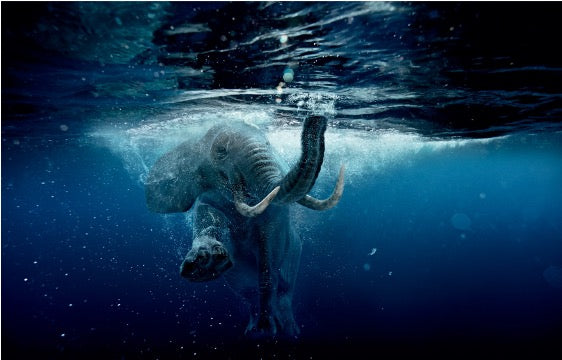 Wall Art - Tempered Glass 10140 Elephant in the Sea