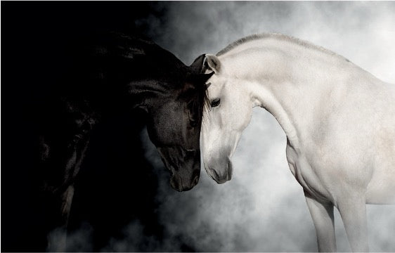 Wall Art - Tempered Glass 10148 Black/ White Horses