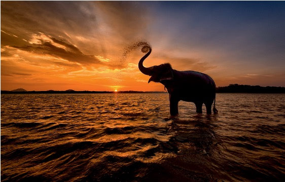 Wall Art - Tempered Glass 10149 Sunset Elephant