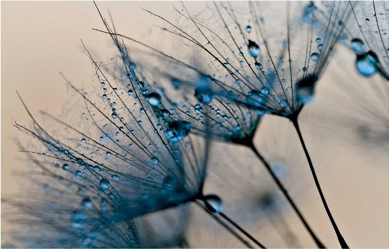 Wall Art - Tempered Glass 10247 Blue Dandelion